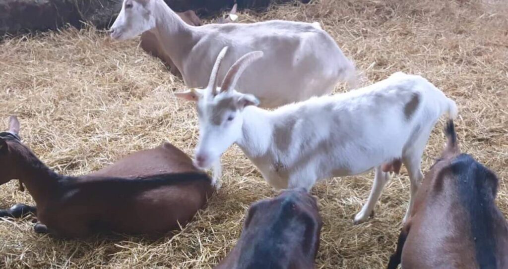 Guest milking a Poitou goat during the Cheesemaking and Goats in Charente experience at La Grue Gîtes