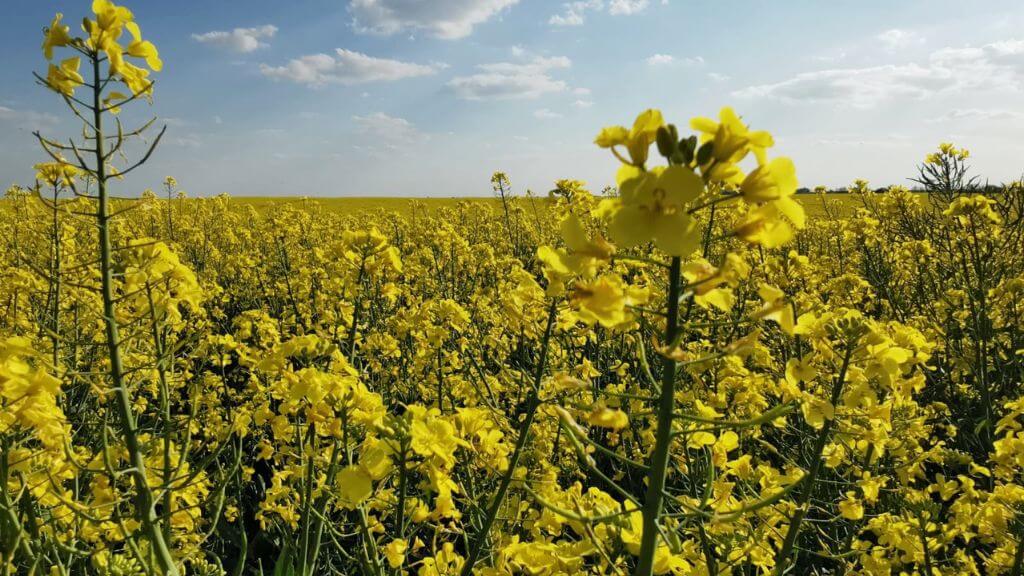 Why So Many Brits Are House Hunting in the Charente