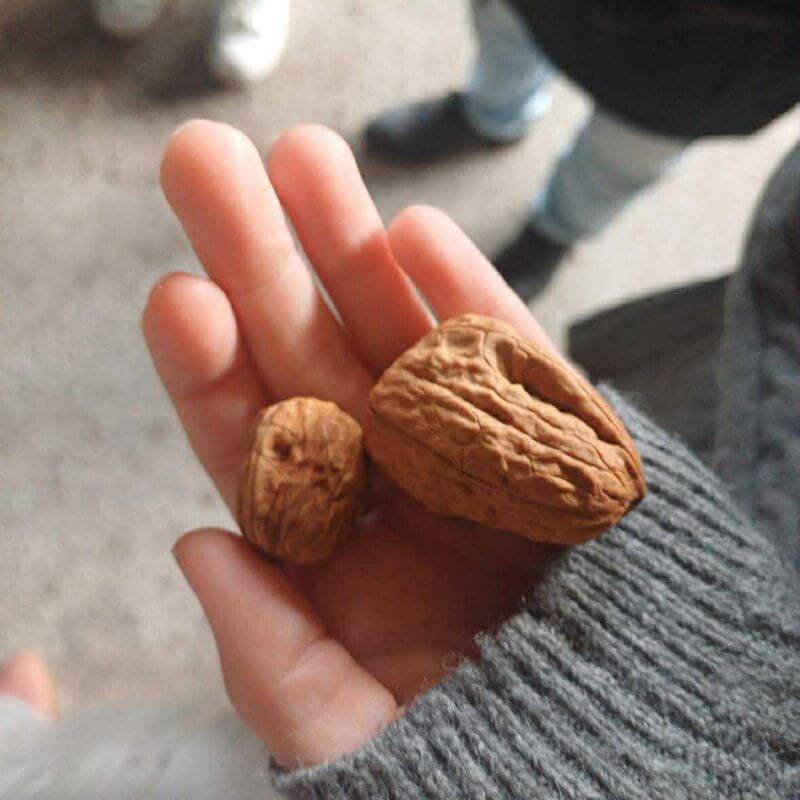 French Walnuts
