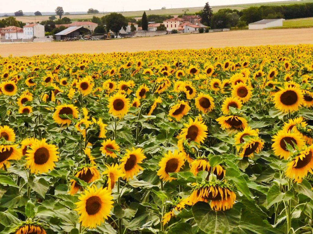 House Hunting in the Charente The Questions Everyone Asks